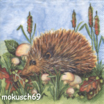 Igel / hedgehog