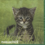 Katze 4-261