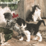 Katze 4-272