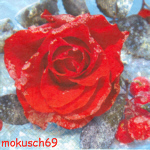 Rsolo 4-218