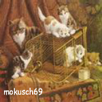 Suche Katze 76