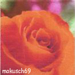 Suche Rose 45