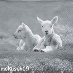 Suche Schaf 53